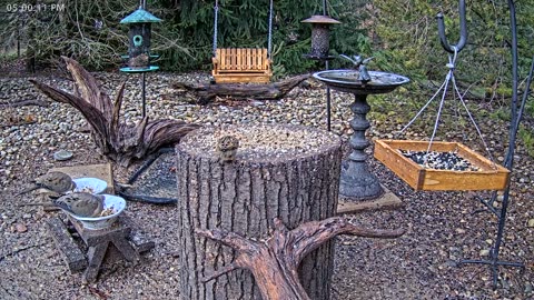 LIVE 24/7 Indiana Birds, Squirrels and Wildlife Feeder Cam