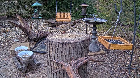 LIVE 24/7 Indiana Birds, Squirrels and Wildlife Feeder Cam