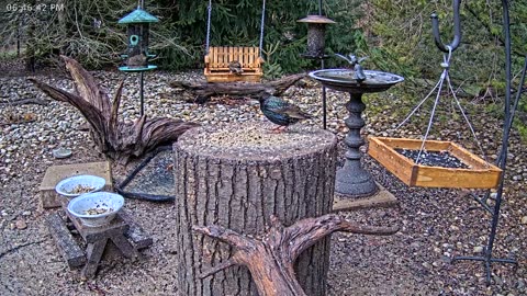 LIVE 24/7 Indiana Birds, Squirrels and Wildlife Feeder Cam