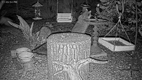 LIVE 24/7 Indiana Birds, Squirrels and Wildlife Feeder Cam