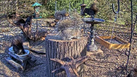 LIVE 24/7 Indiana Birds, Squirrels and Wildlife Feeder Cam