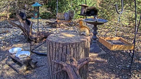 LIVE 24/7 Indiana Birds, Squirrels and Wildlife Feeder Cam