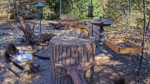 LIVE 24/7 Indiana Birds, Squirrels and Wildlife Feeder Cam