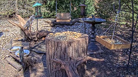 LIVE 24/7 Indiana Birds, Squirrels and Wildlife Feeder Cam