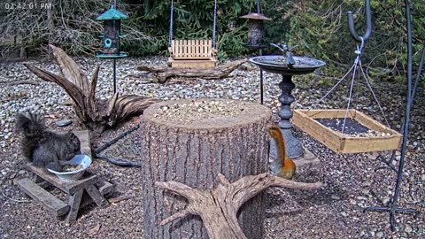 LIVE 24/7 Indiana Birds, Squirrels and Wildlife Feeder Cam