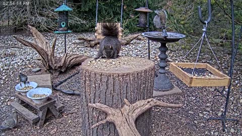 LIVE 24/7 Indiana Birds, Squirrels and Wildlife Feeder Cam