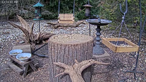 LIVE 24/7 Indiana Birds, Squirrels and Wildlife Feeder Cam