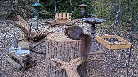 LIVE 24/7 Indiana Birds, Squirrels and Wildlife Feeder Cam