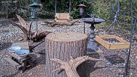 LIVE 24/7 Indiana Birds, Squirrels and Wildlife Feeder Cam