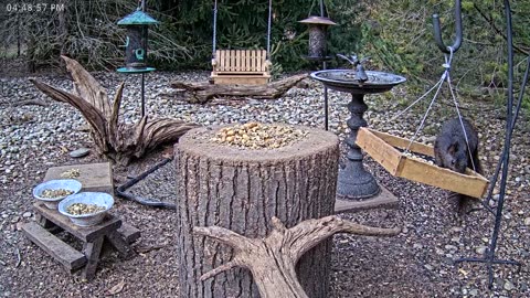 LIVE 24/7 Indiana Birds, Squirrels and Wildlife Feeder Cam