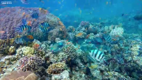 24 HOURS of 4K Underwater Wonders + Relaxing Music - The Best 4K Sea Animals for Relaxation