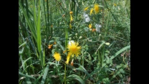 Seeds In The Wind Field Sow Thistle August 2023