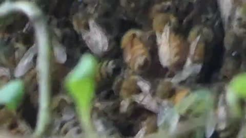BEE SWARM IN MY BACK YARD