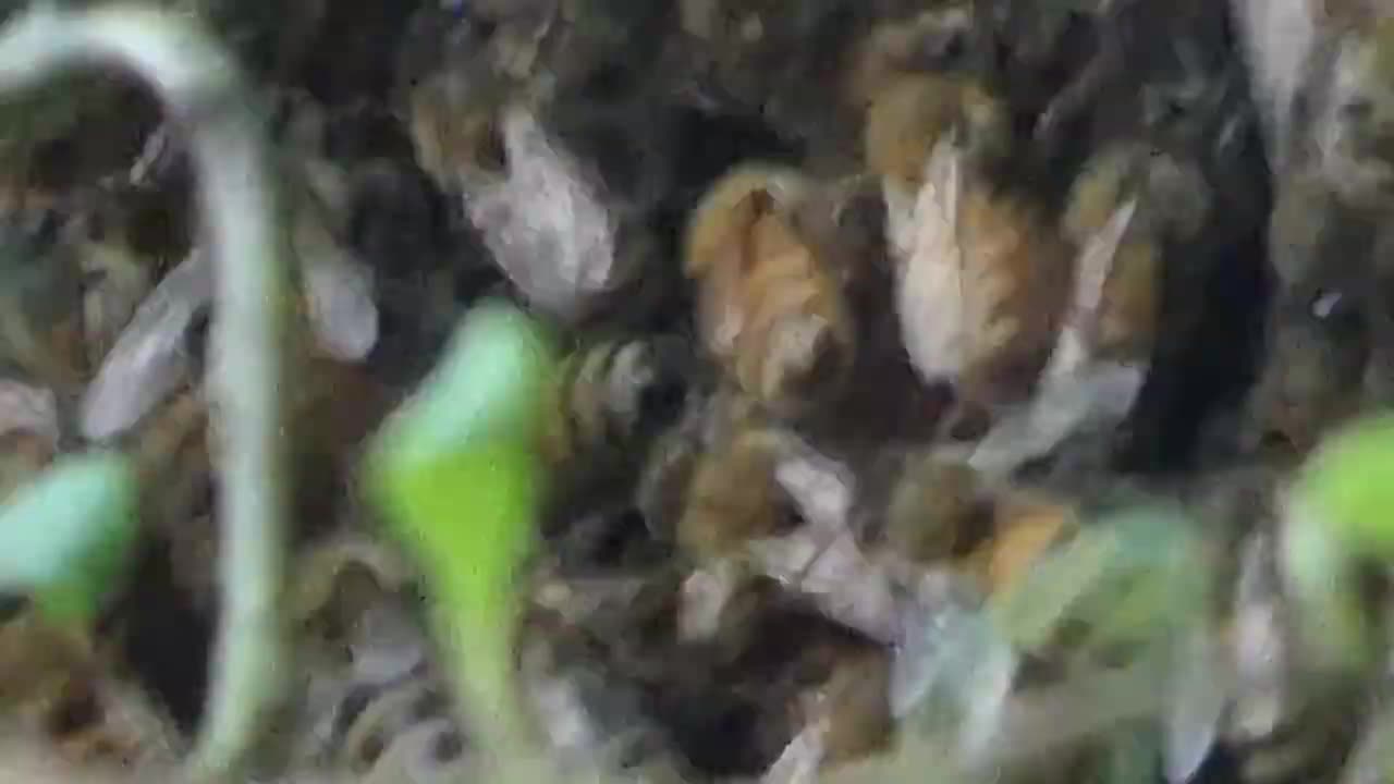 BEE SWARM IN MY BACK YARD