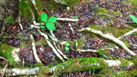 Rad Roots