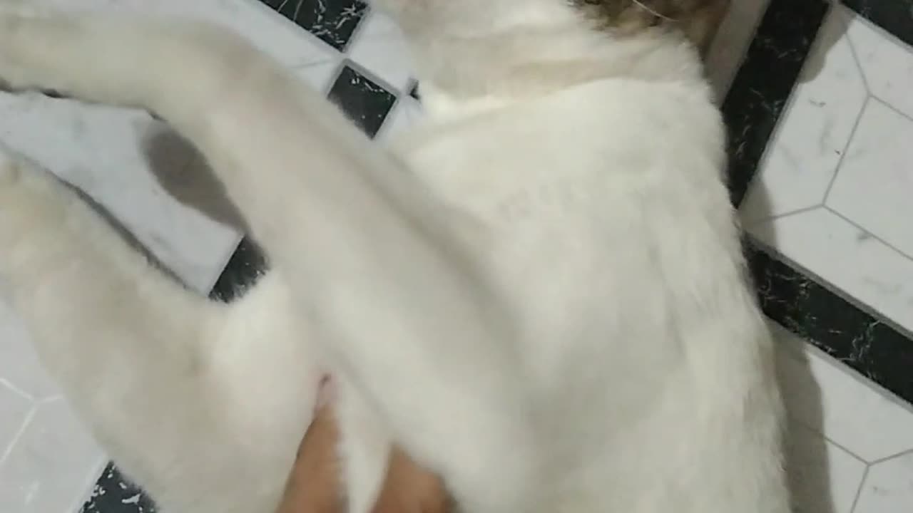 The boy playing with cat