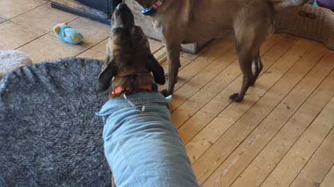 Dogs singing