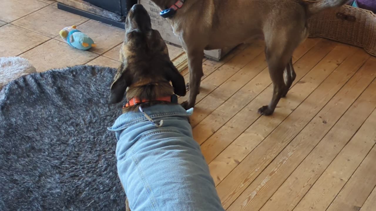 Dogs singing