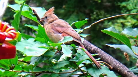 Cardinal