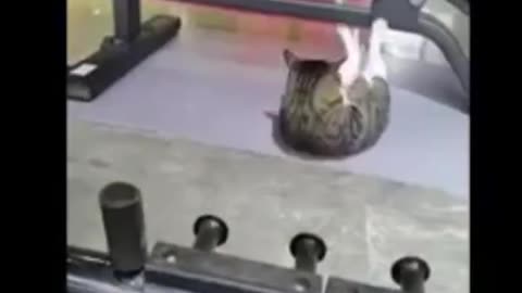 funny video