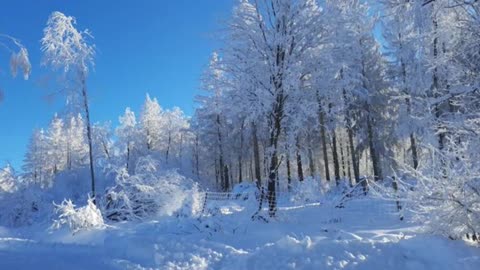 सर्दी में खुबानी खाने के फायदे #short #health #viarl