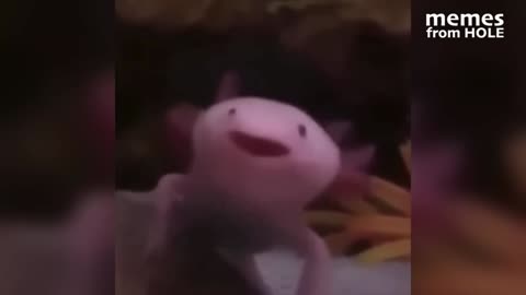 try not to laugh !!