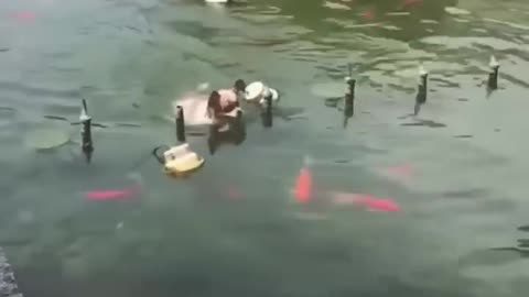 Funny Cats And Dogs