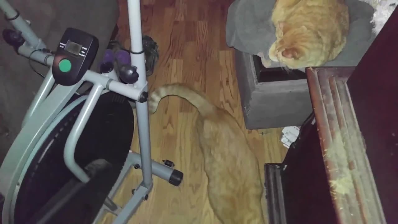 WILLIAM AND BILL FACE OFF IN A DONUT RAGE!!!