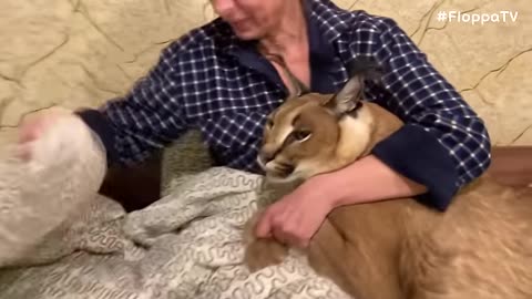 big floppa hissing and kneading