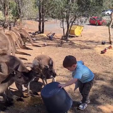 Baby feeds kangaroo