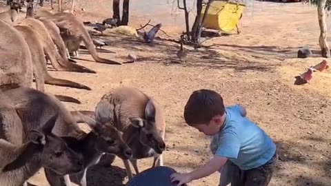 Baby feeds kangaroo