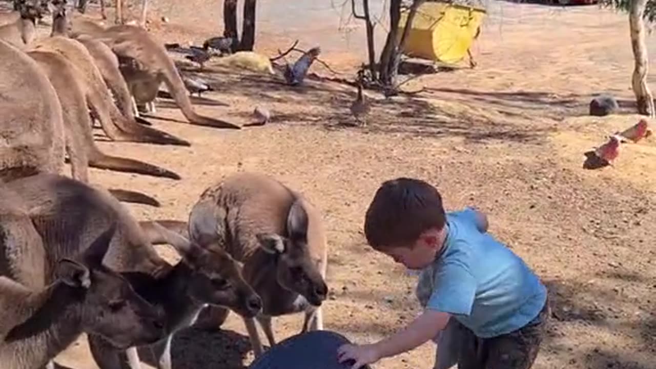 Baby feeds kangaroo