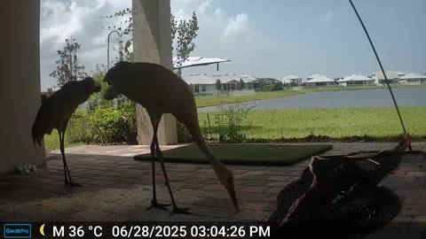 Farmer Steve's Porch: 6-29-2025