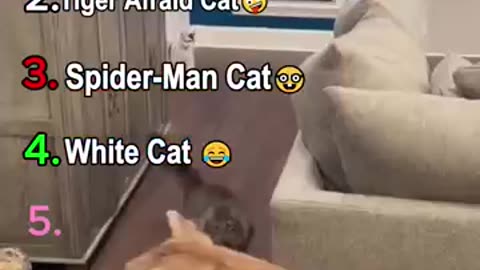 Cats funny video 😂😂
