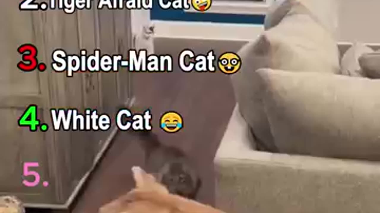 Cats funny video 😂😂
