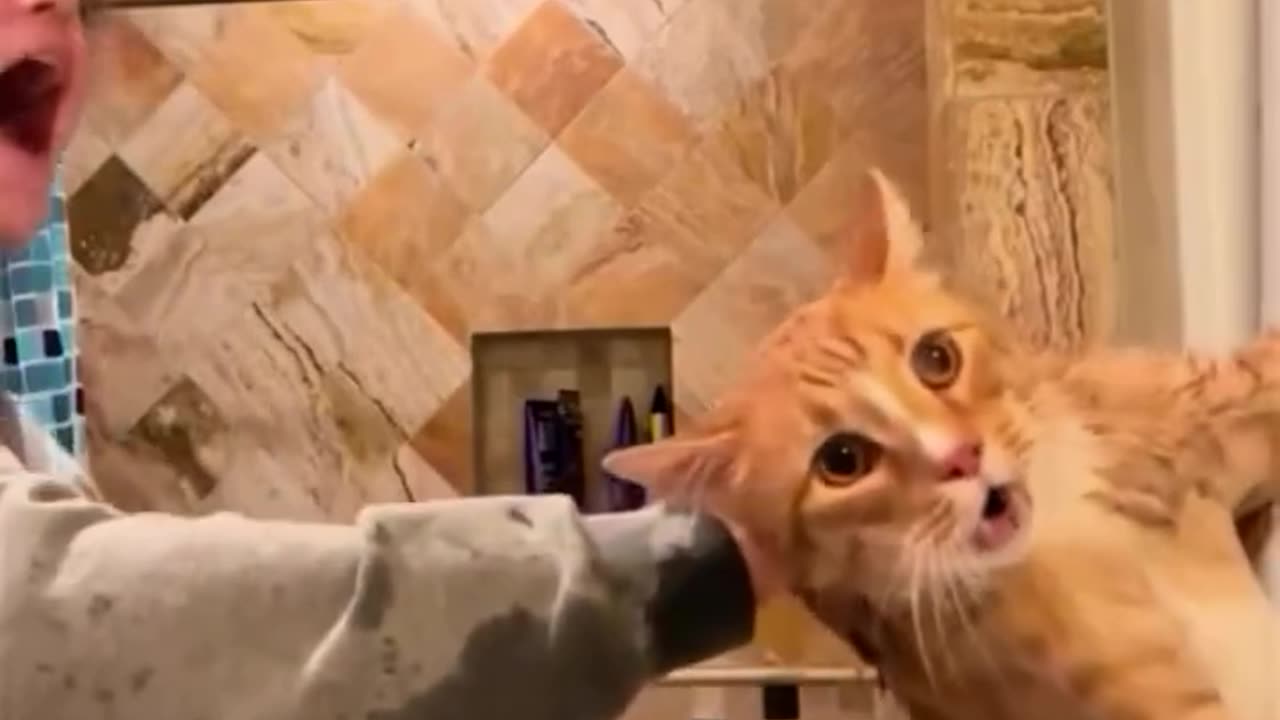 Funny Cat Bath Time 🐱 | Cute Pet Cat Taking a Bath | Adorable Cat Reactions