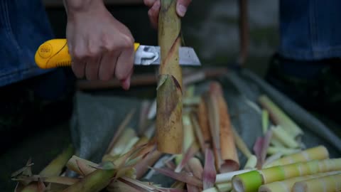 Wild Mountain Bamboo Shoots:Irresistible Delicacy & Ultimate Stress Therapy!