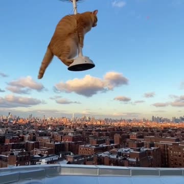 Copter Cat Takeoff
