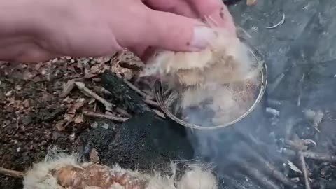 Making a cook stove with pine resin (aka sap) and cattail fluff that can also be used as an emergency fire starter or torch