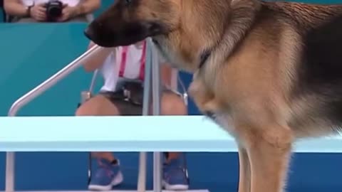 Dog's Comedy Videos 🤣 so cute videos 😍 funny videos 🤣