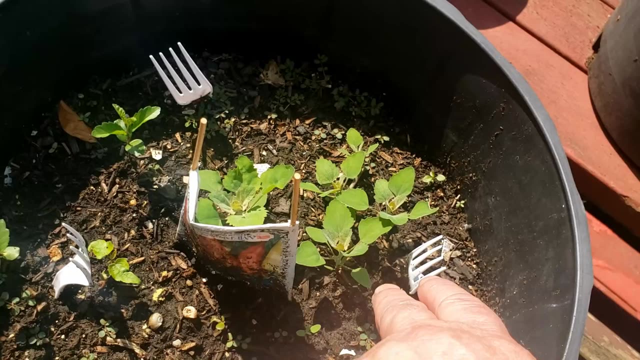 Homesteading Shorts: Growing the Weeds