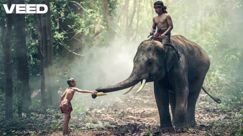 El Elefante volador