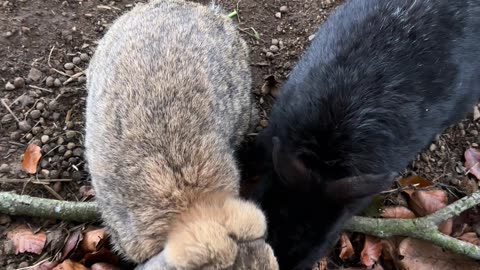 Whisper-Sweet Nothings to This Bunny 😘