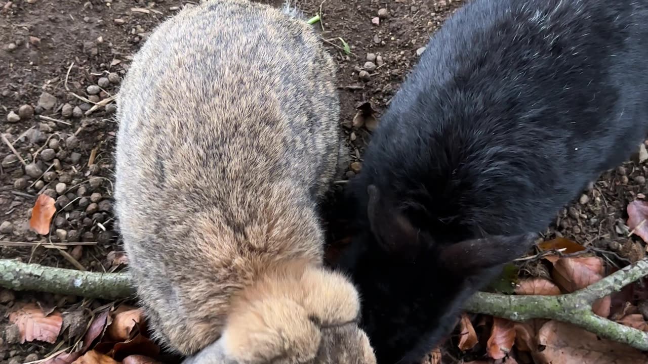Whisper-Sweet Nothings to This Bunny 😘