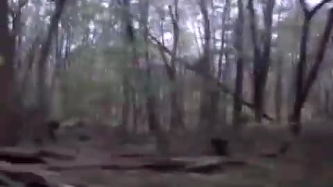 The Kentucky's Bigfoot