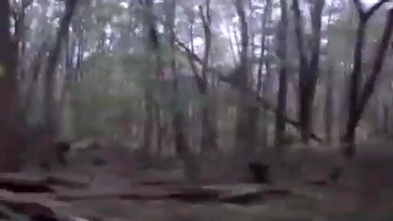 The Kentucky's Bigfoot