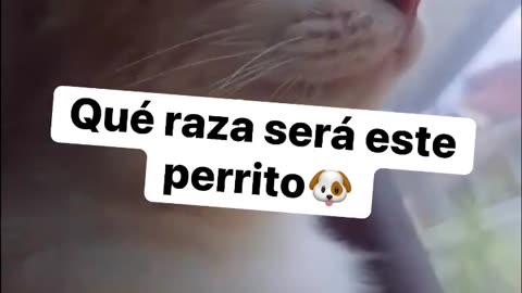 😊 🤣#Jajaja 🤣#Lol, 🤔#Que 🐶#Raza 🐰#Será 🐹#Este 🐯#Perrito. - 🧔🏻‍♂#SantiagoVr47.👍
