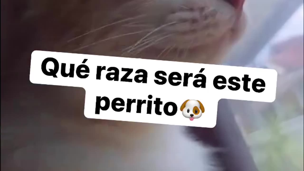 😊 🤣#Jajaja 🤣#Lol, 🤔#Que 🐶#Raza 🐰#Será 🐹#Este 🐯#Perrito. - 🧔🏻‍♂#SantiagoVr47.👍