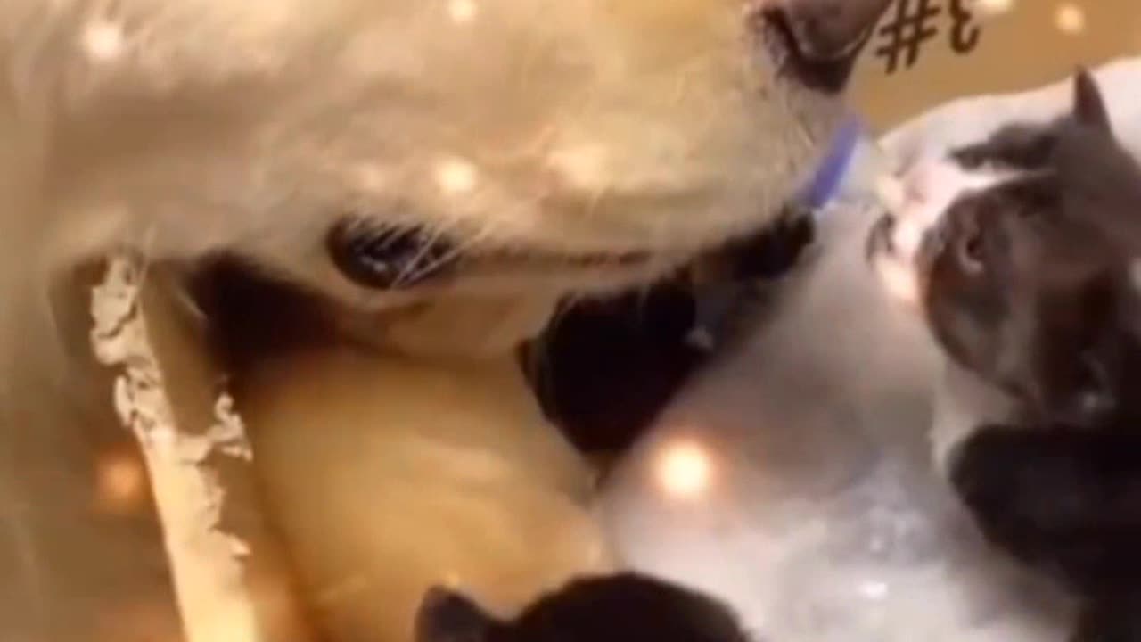 TIME TO FEED 😘THE BABIES