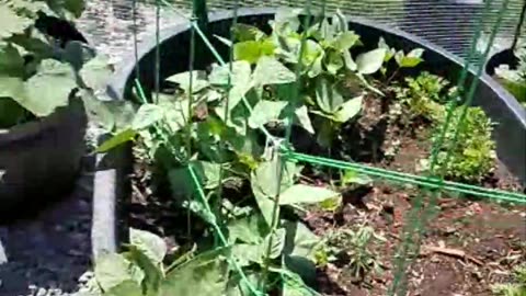 Prepper Garden Update